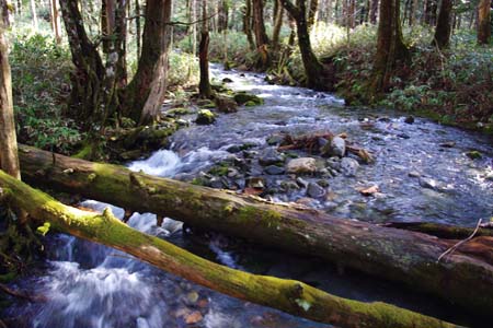 湧き水と苔むした小路が続く明神～河童橋の梓川右岸。早い時間はすいていて気持ちいい。