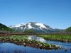 水芭蕉は5月末～6月中頃