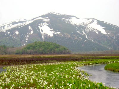 尾瀬のベストシーズン・水芭蕉の季節