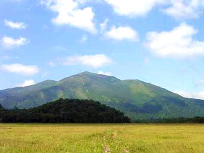 牛首分岐