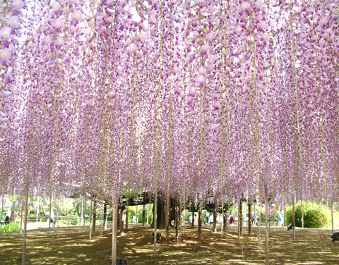 ふじのはな物語・大藤まつりのシンボル大藤棚