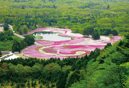 富士芝桜まつり会場遠望