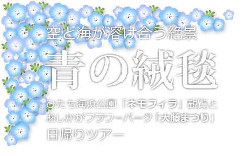 ネモフィラと空と海とが織り成す青のハーモニー ひたち海浜公園日帰りツアー