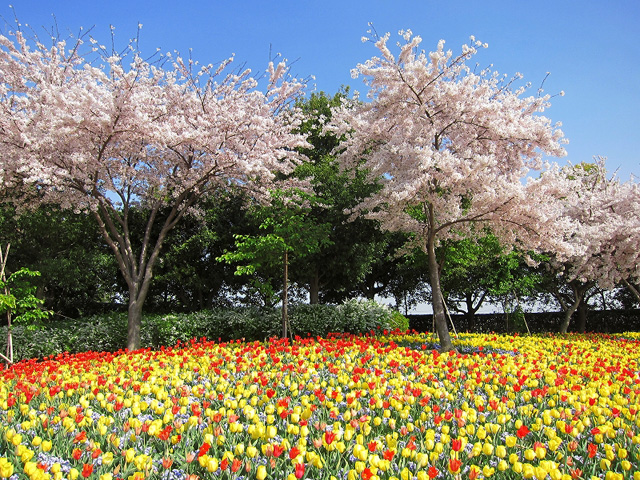 ソメイヨシノ・しだれ桜は3月末頃から